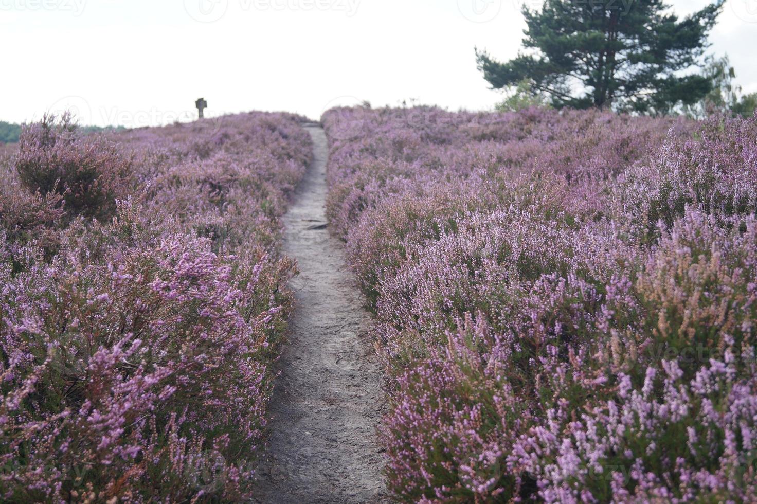 im naturschutzgebiet fischbeker heide bei hamburg deutschland foto