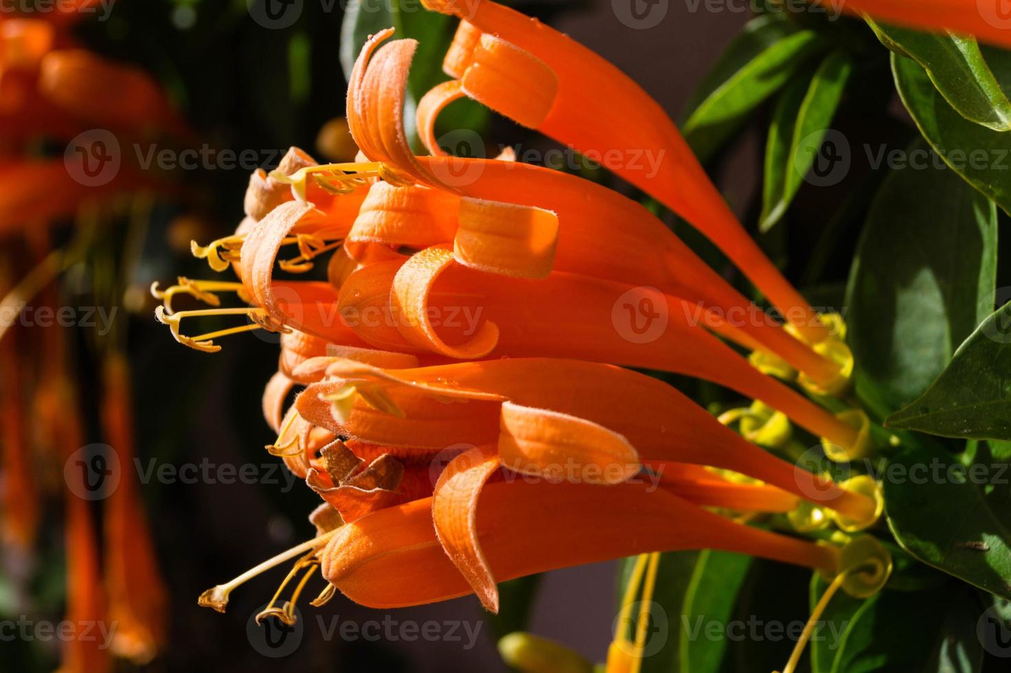 die afrikanische orange trompetenblume bignoniaceae foto