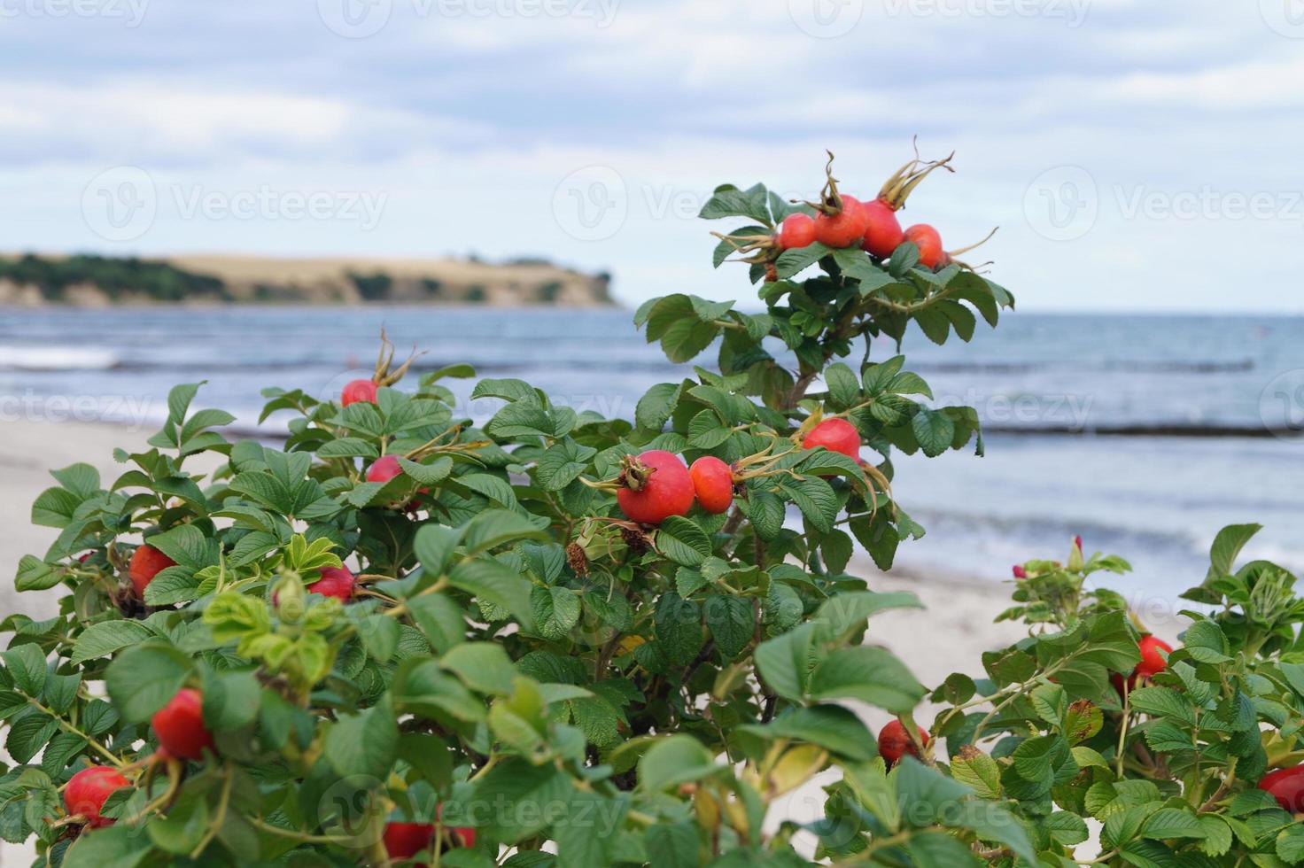 Hagebutte oder Heckenrose foto