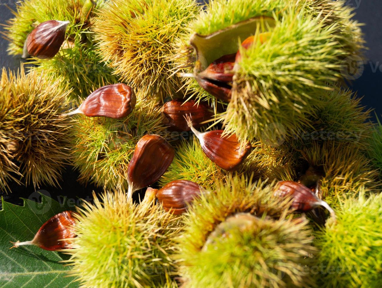 die Früchte der Stachelkastanie sind im Herbst reif foto