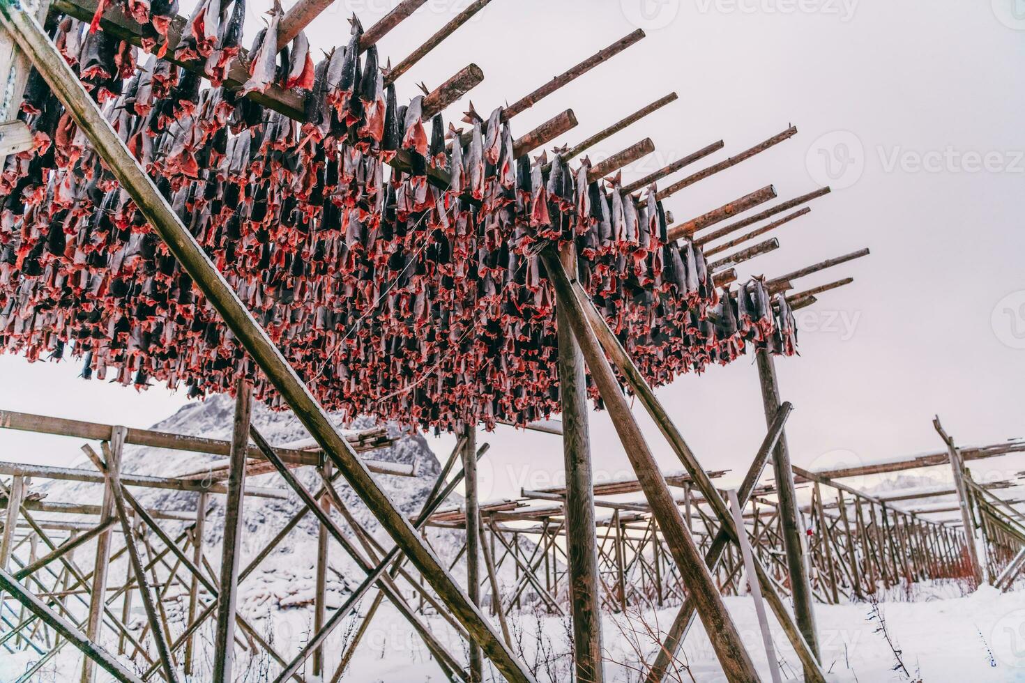 Luft Trocknen von Lachs auf ein hölzern Struktur im das skandinavisch Winter. traditionell Weg von vorbereiten und Trocknen Fisch im skandinavisch Länder foto