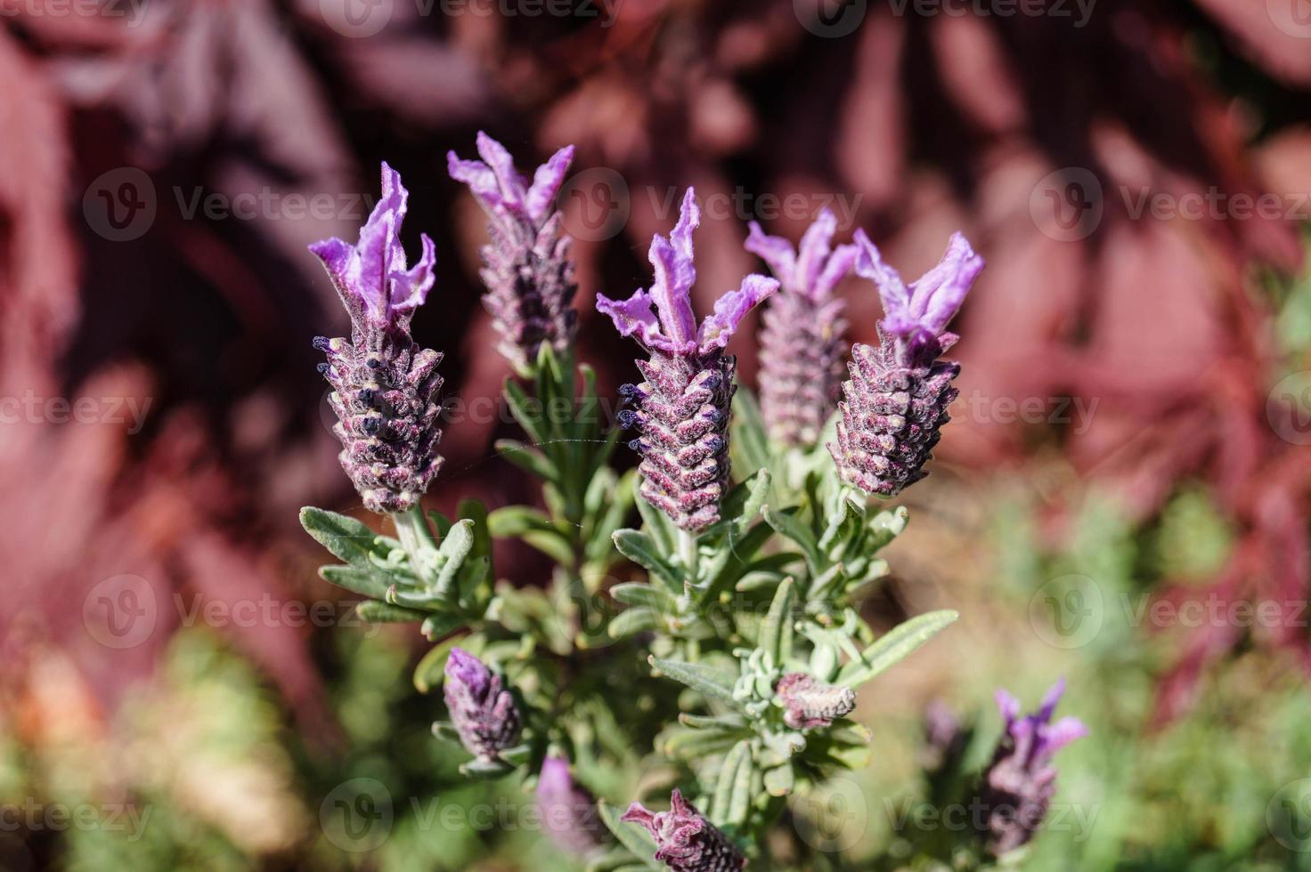 Alternativmedizin mit frischem Lavendel foto