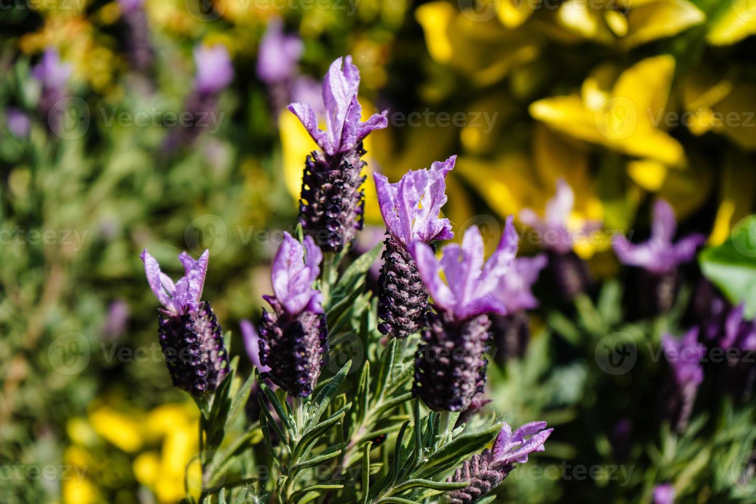 Alternativmedizin mit frischem Lavendel foto