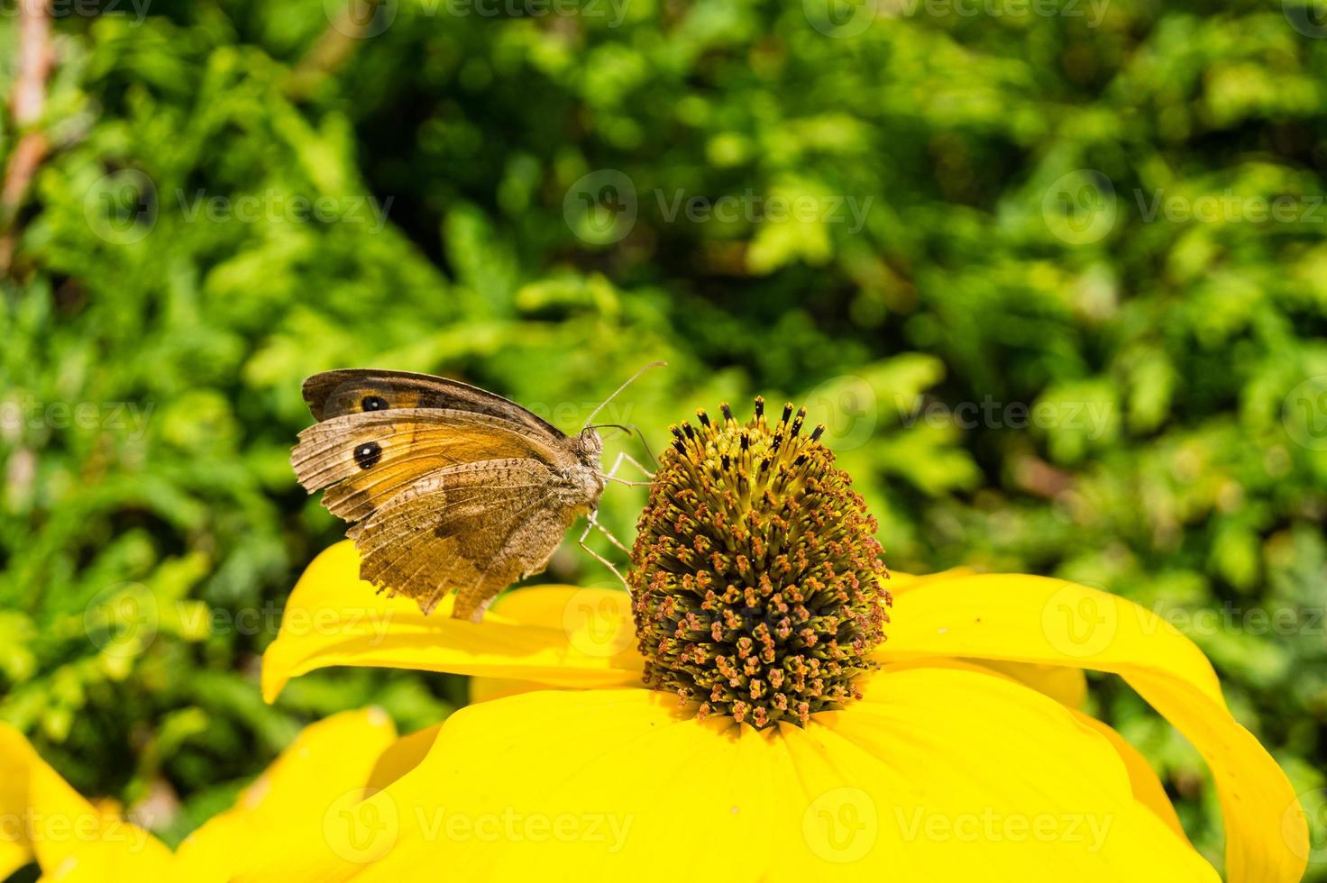 Schmetterlingsmaniola jurtina auf einer gelben Pflanze foto