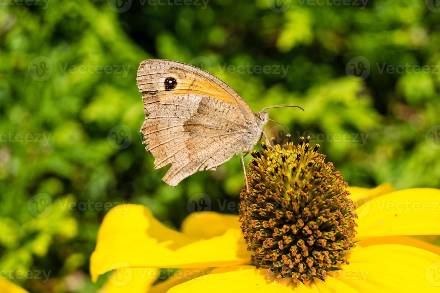 Schmetterlingsmaniola jurtina auf einer gelben Pflanze foto