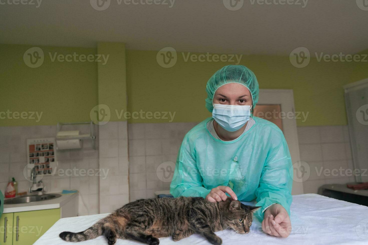 eine Ärztin in der Tierklinik im OP-Saal süße kranke Katze bereit für die tierärztliche Untersuchung und Behandlung foto