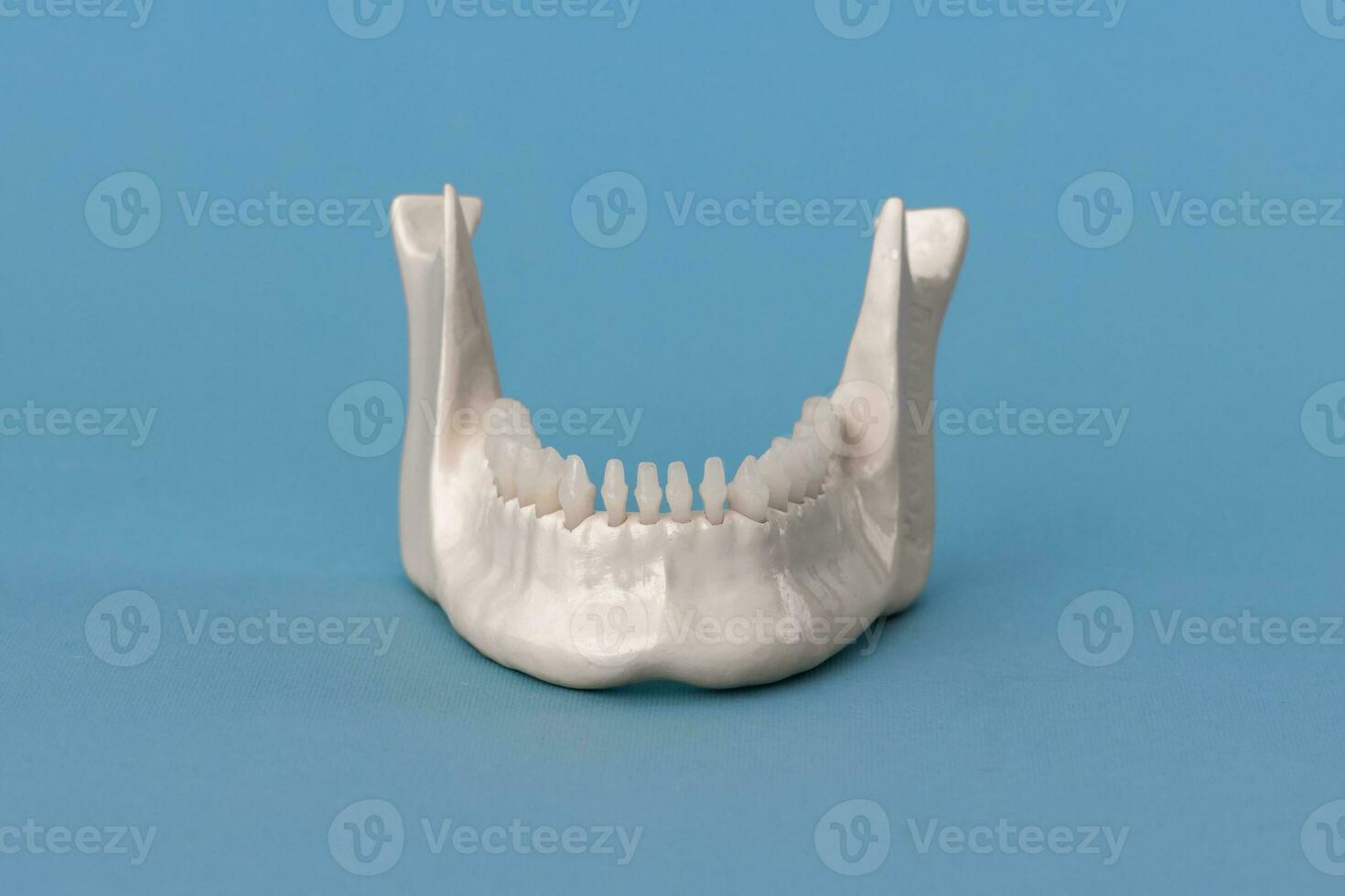 niedriger Mensch Kiefer mit Zähne Anatomie Modell- isoliert auf Blau Hintergrund. gesund Zähne, Dental Pflege und kieferorthopädisch medizinisch Konzept. foto