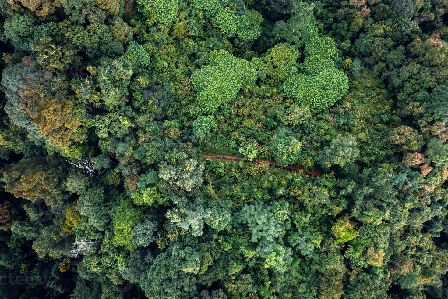 Berge und grüner Wald am Abend foto