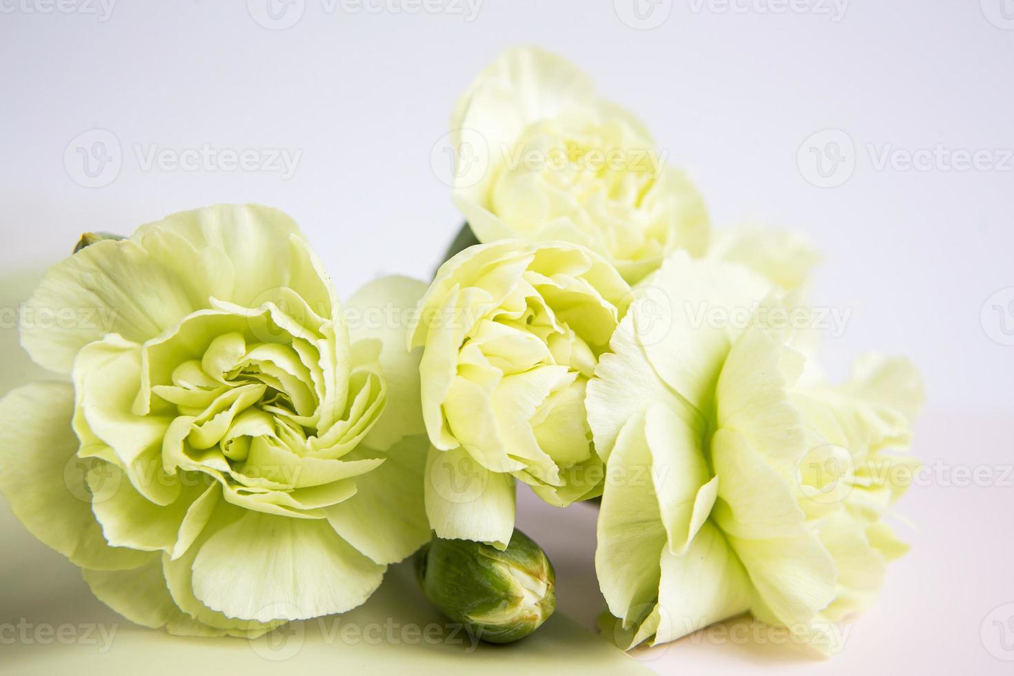 grün-gelbe Blumen auf einem weißen lila Hintergrund. Grußkarte. foto