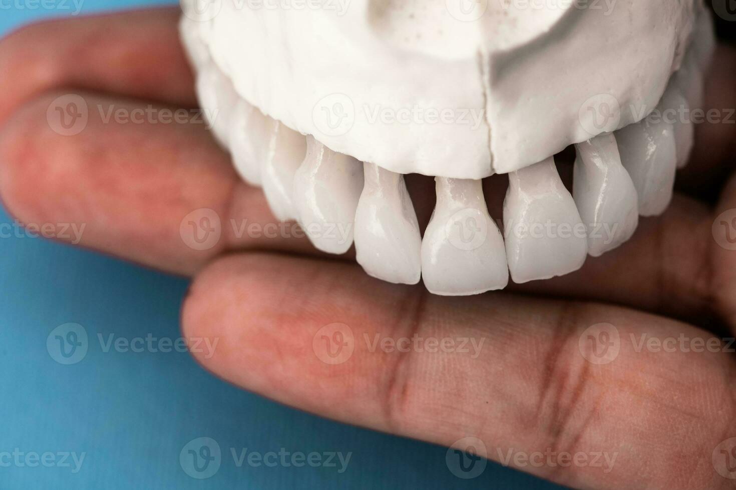 Oberer, höher Mensch Kiefer mit Zähne Anatomie Modell- isoliert auf Blau Hintergrund. gesund Zähne, Dental Pflege und kieferorthopädisch medizinisch Konzept. foto