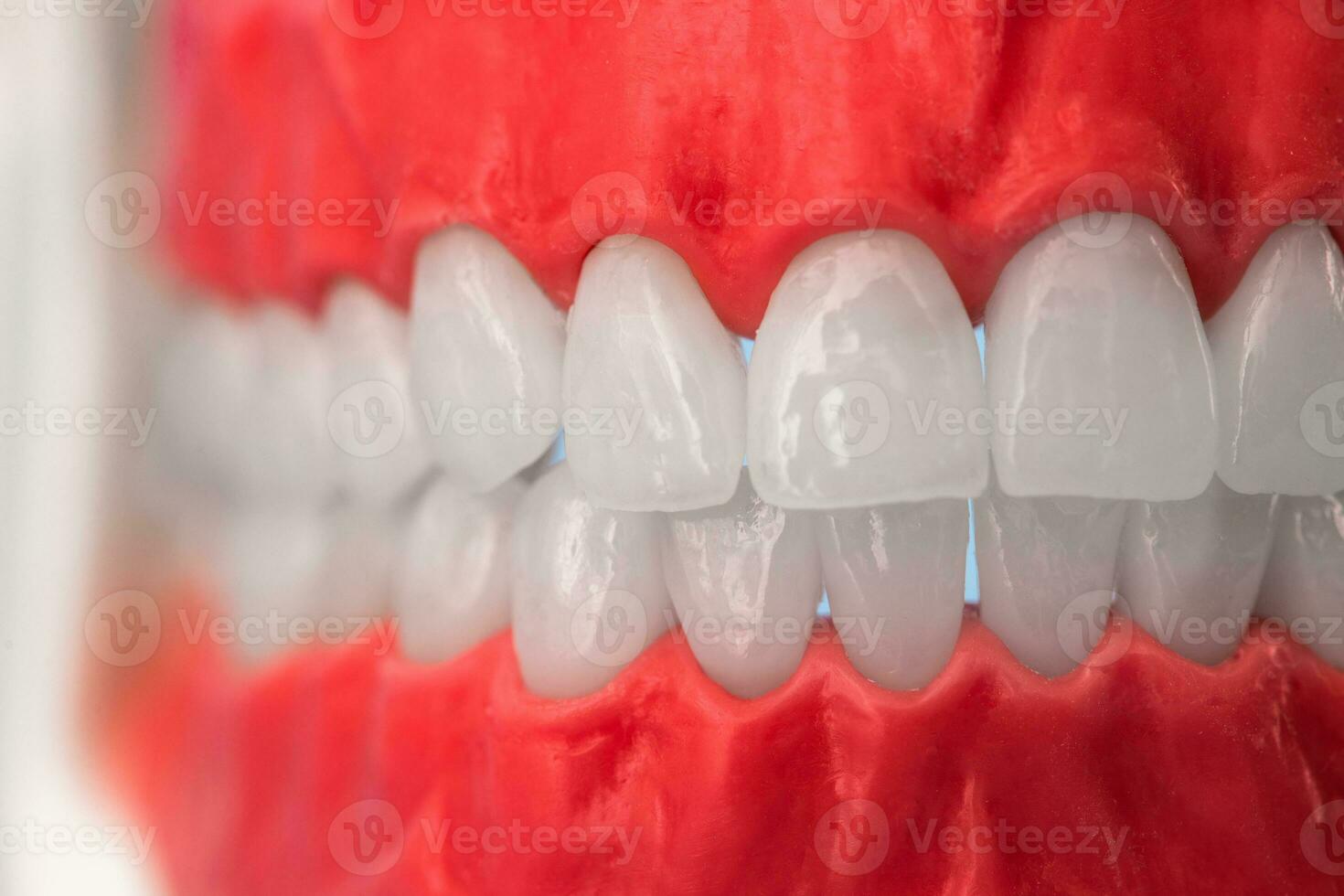 Mensch Kiefer mit Zähne und Zahnfleisch Anatomie Modell- isoliert auf Blau Hintergrund. gesund Zähne, Dental Pflege und kieferorthopädisch medizinisch Gesundheitswesen Konzept foto