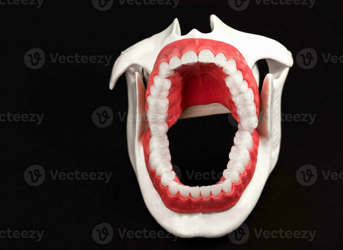 Mensch Kiefer mit Zähne und Zahnfleisch Anatomie Modell- isoliert auf schwarz Hintergrund. geöffnet Kiefer Position. gesund Zähne, Dental Pflege, und kieferorthopädisch medizinisch Gesundheitswesen Konzept. foto
