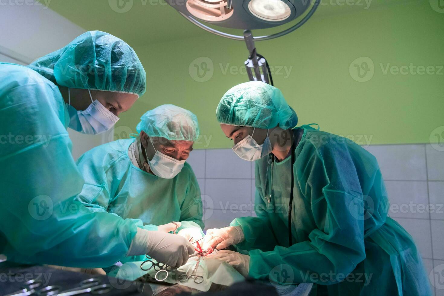 echte Bauchoperation an einer Katze in einem Krankenhaus foto