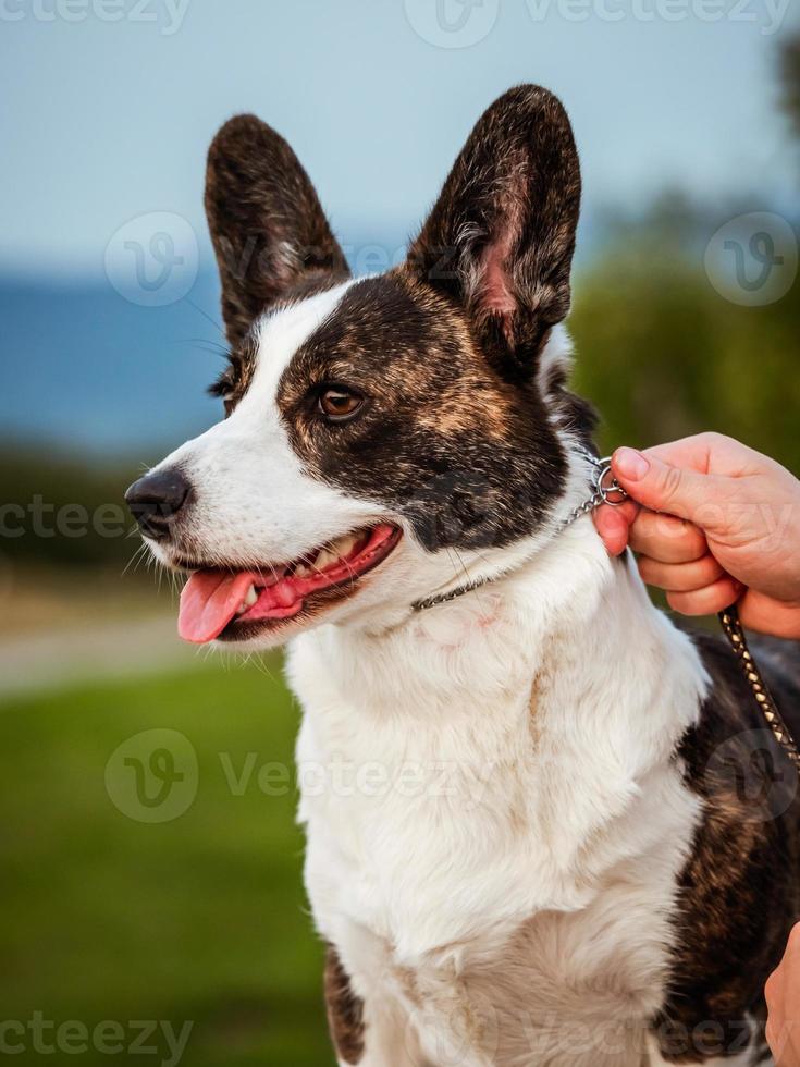 Brauner Corgi-Hund zeigt Standardhaltung und Porträt b Haustiertraining foto