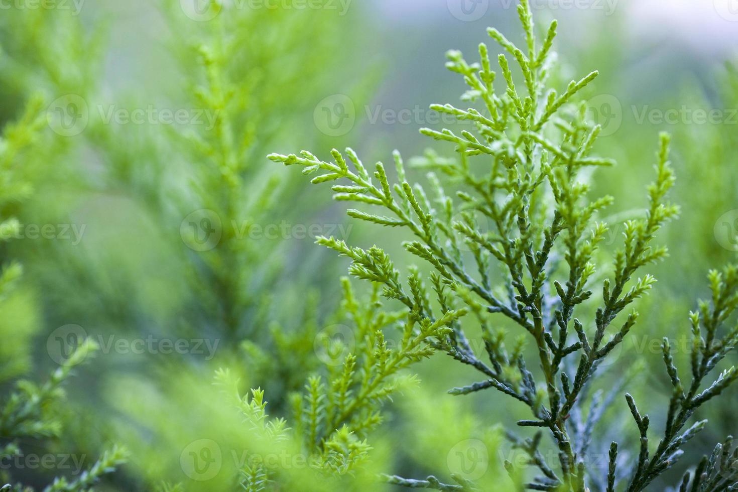 Flora grüne Pflanze in der Natur foto