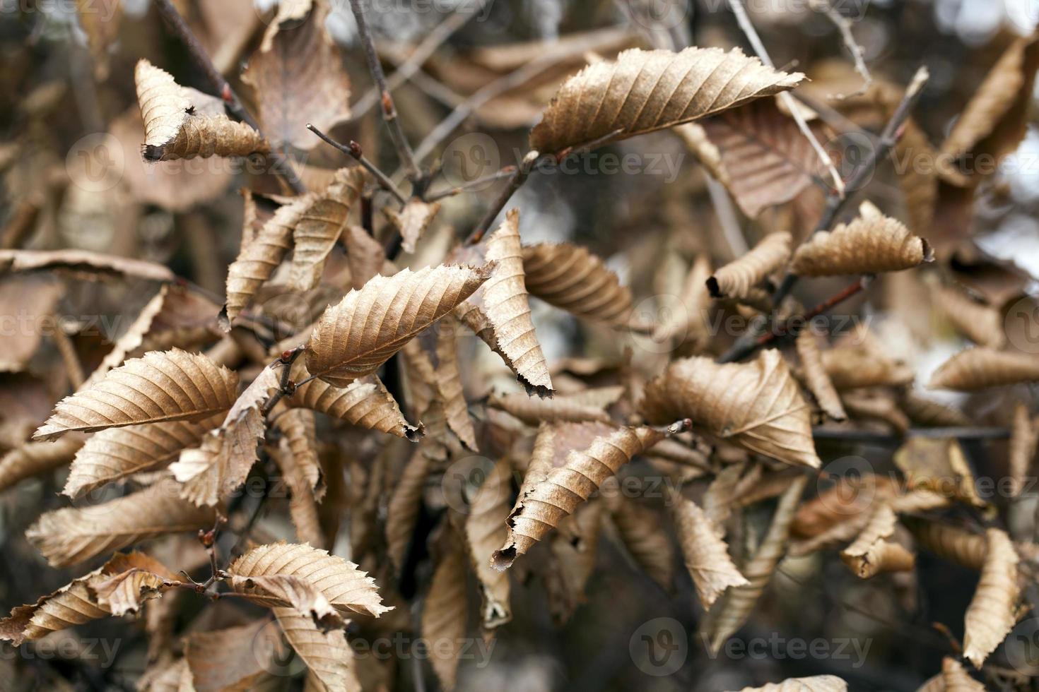 Herbst Herbst trockene Blätter saisonale Flora Konzept foto