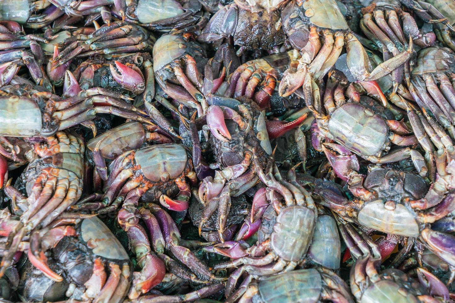 frische schwarze Krabben auf dem Markt foto