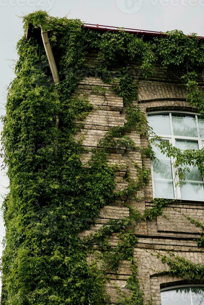 Backstein Haus bedeckt durch Grün Efeu foto