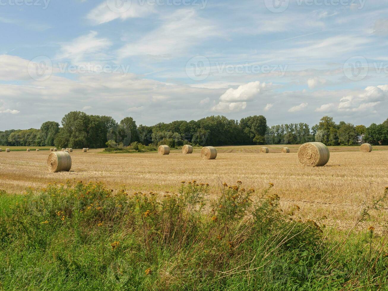 Sommer- Zeit im das Deutschland Westfalen foto