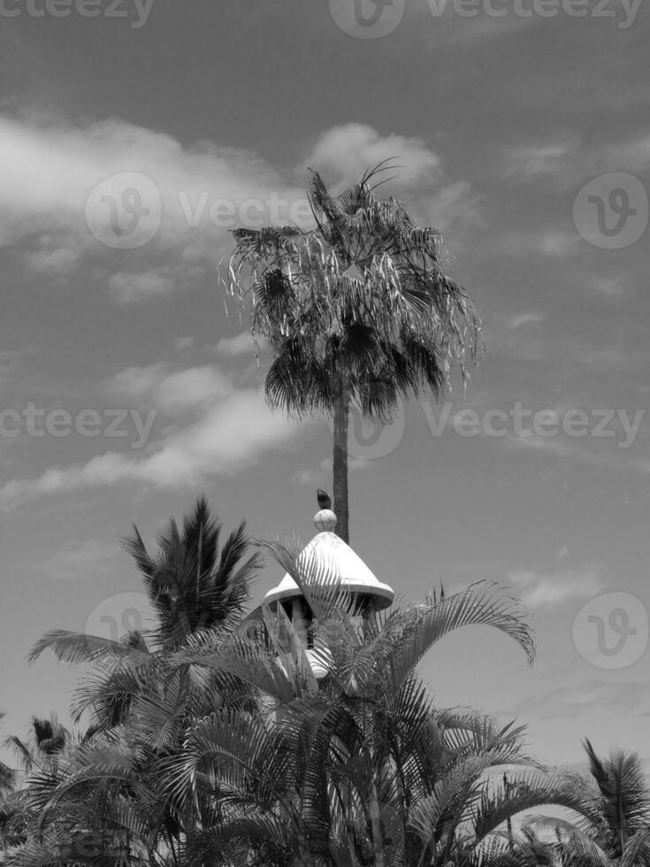 Teneriffa Insel im Spanien foto