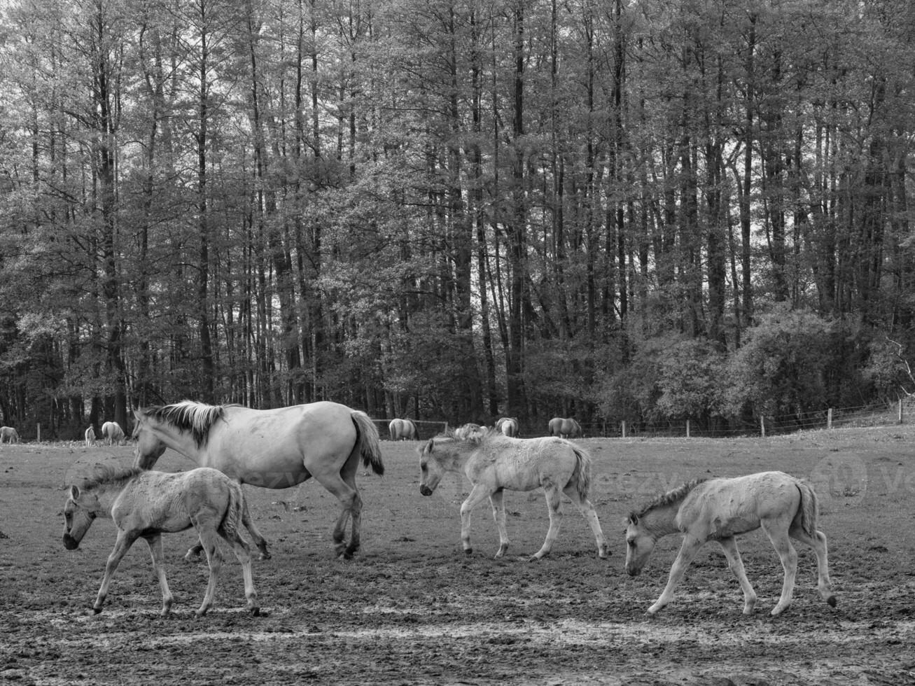 wild Pferde und Fohlen foto