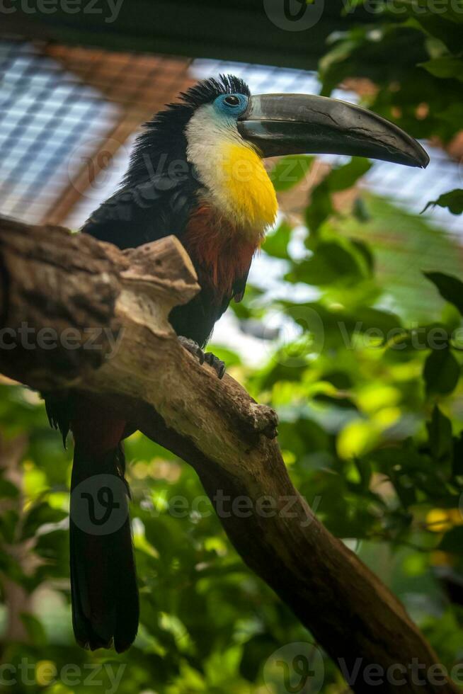 ein Tukan Vogel mit ein groß Schnabel sitzt auf ein dick Ast. schwarz Gefieder, Blau Augen und Gelb Brüste. flauschige Kamm. selektiv Fokus auf das Kopf. foto