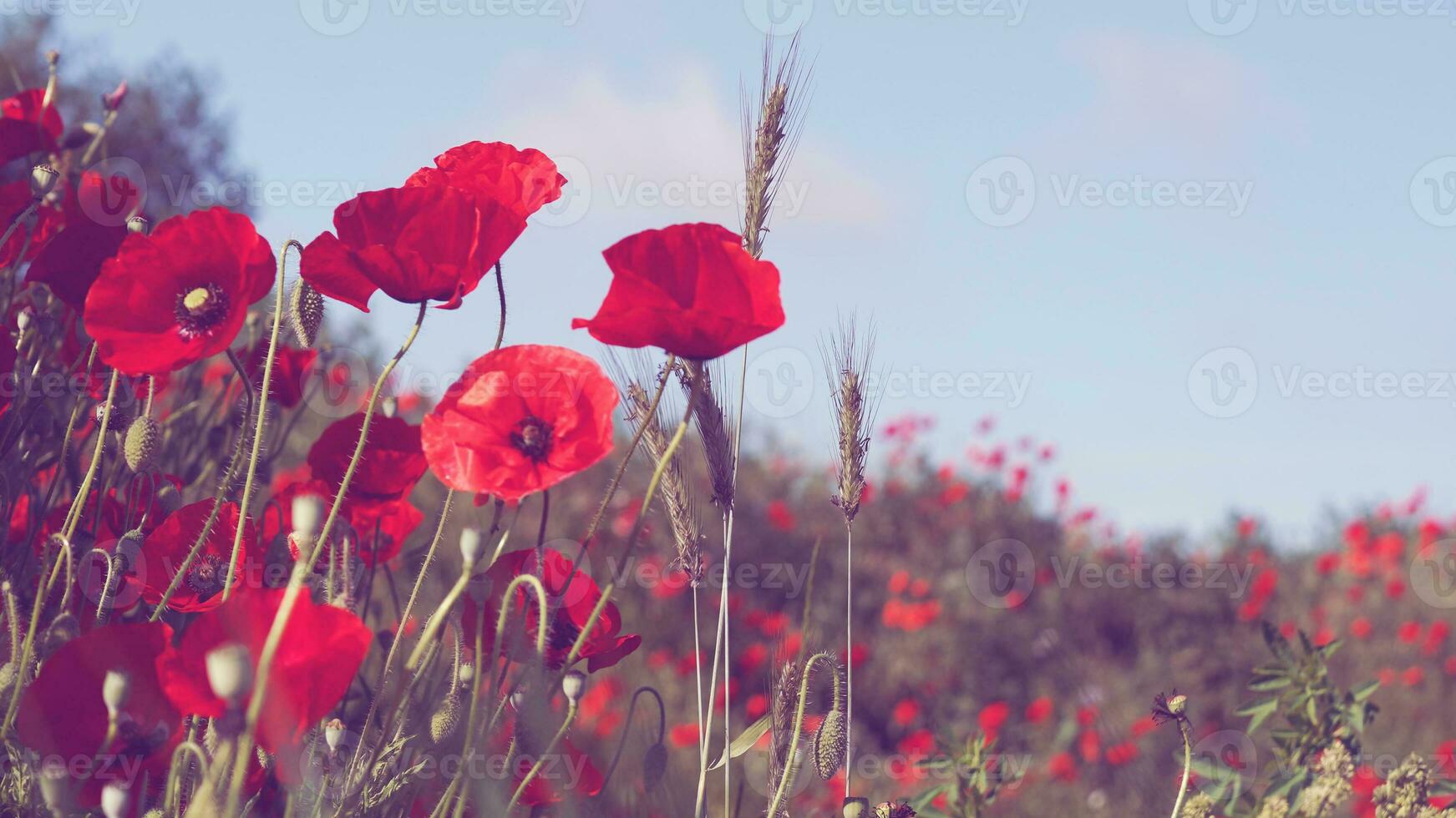 ein Feld mit Mohn Blumen zum ein bunt Hintergrund foto