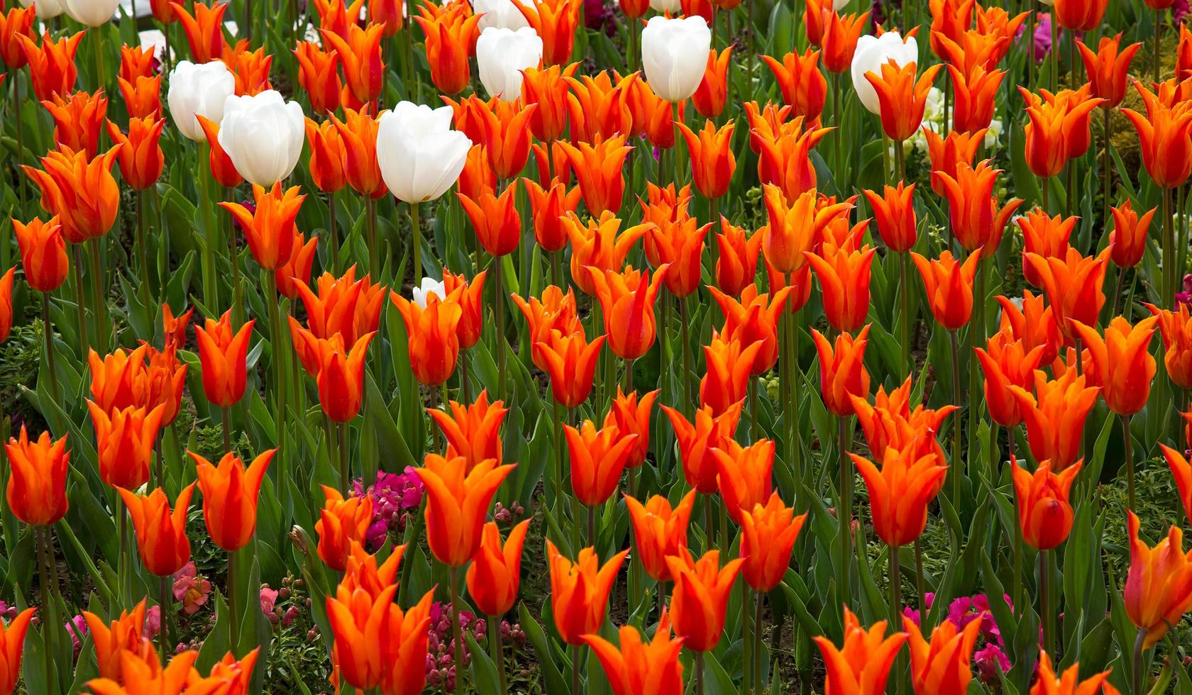 blumige frühlingsblume bunte tulpen foto