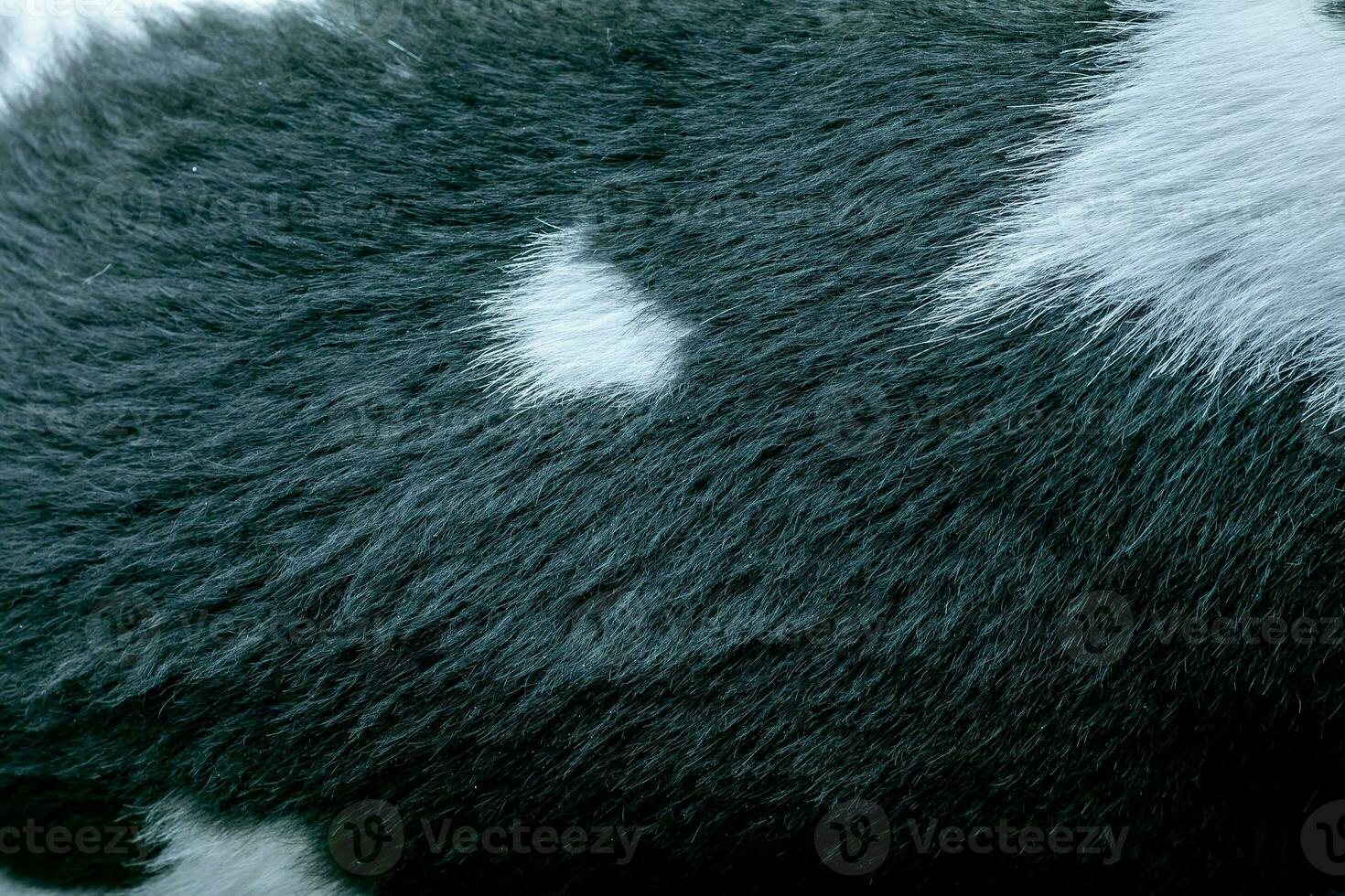 kurz Schwarz-Weiss Pelz Textur. Hund Fell. Tier Pelz Textur. Nahansicht. foto