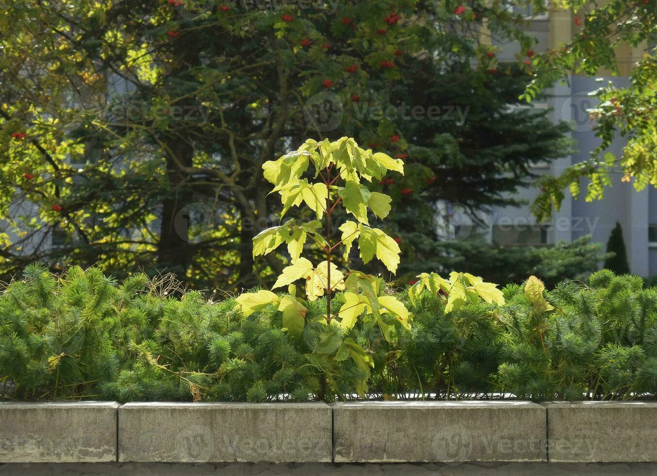 klein Baum sprießen im ein Blumenbeet gegen ein Hintergrund von groß Bäume foto