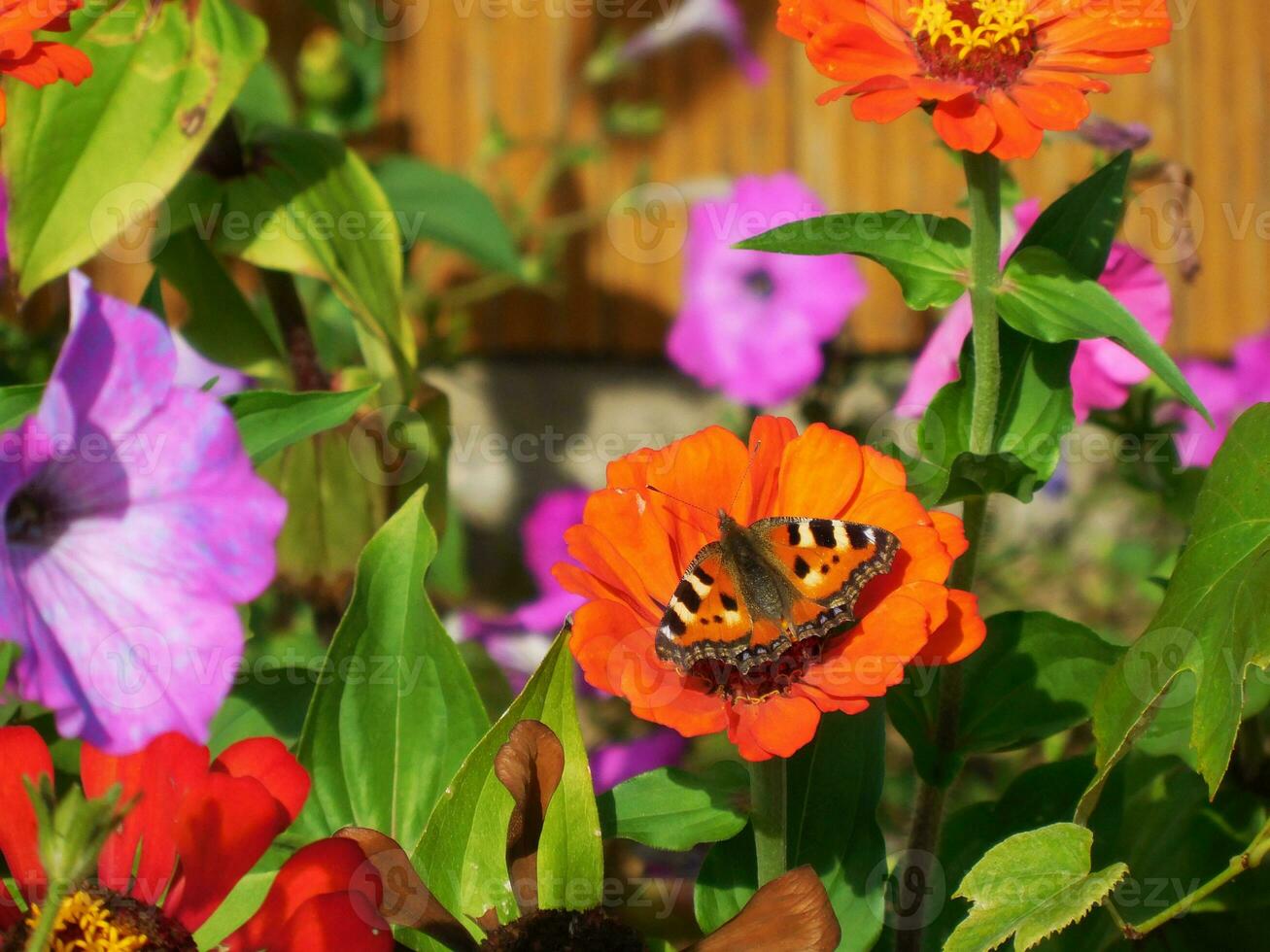 Schmetterling sitzt auf hell farbig Blumen foto