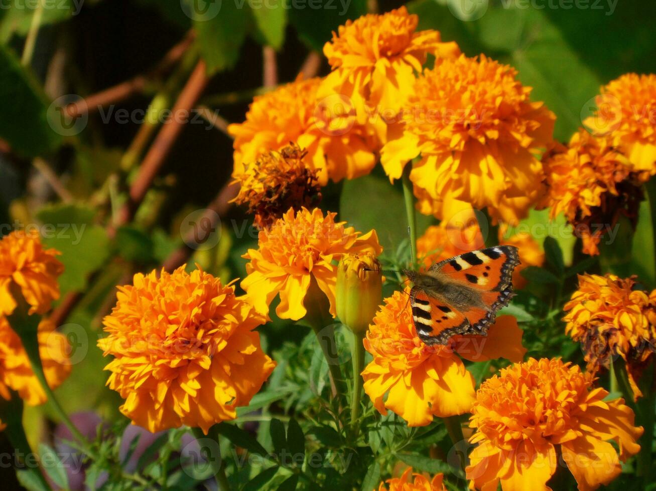 Schmetterling sitzt auf hell farbig Blumen foto