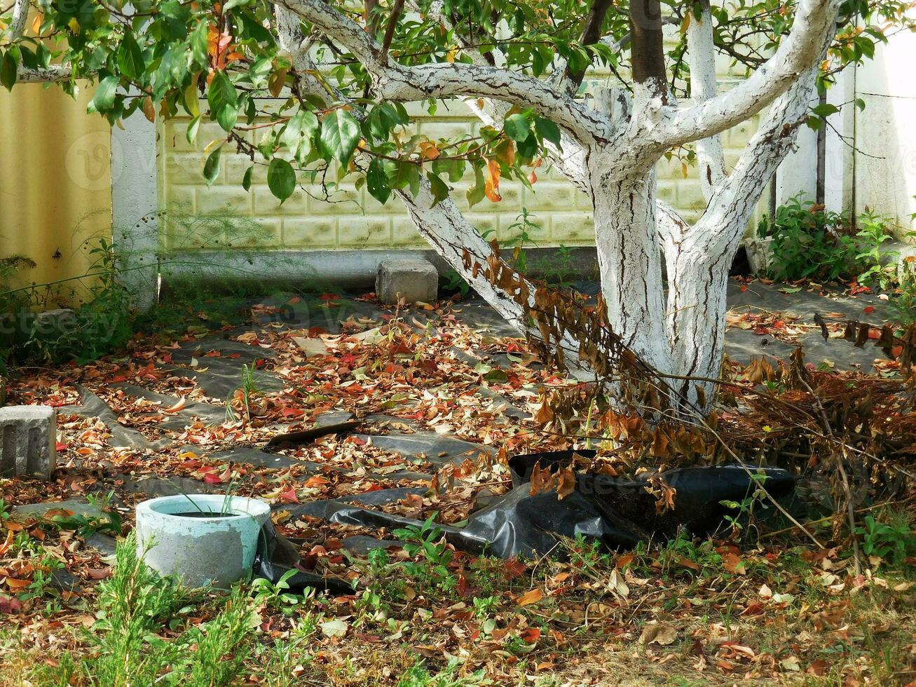 weiß lackiert Baum mit fallen Blätter steht im das Garten foto