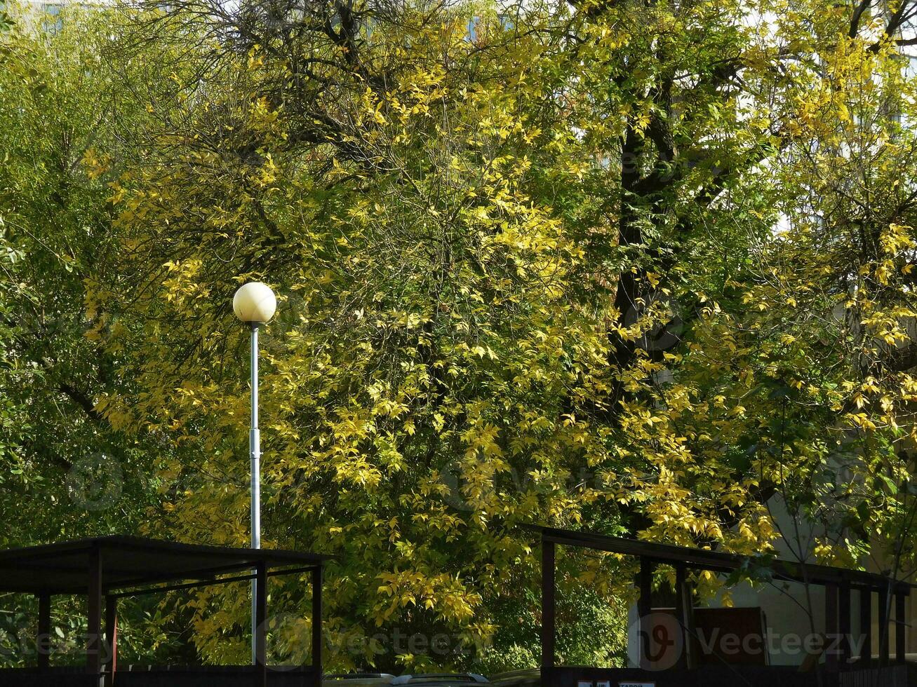 Herbst Baum Krone von Grün und Gelb Blätter foto