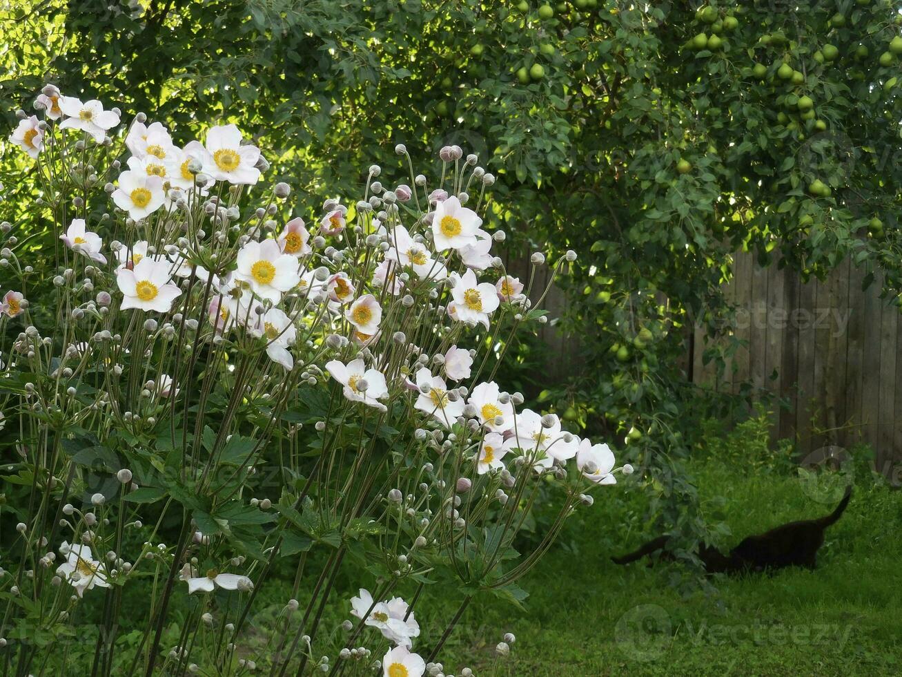 Landschaft von zwei schwarz Katzen unter ein Baum hinter Weiß Blumen foto