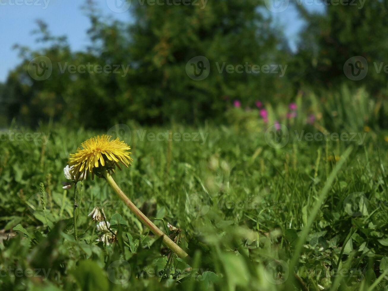 Gelb Löwenzahn auf das Hintergrund von Gras, Ales und Himmel foto