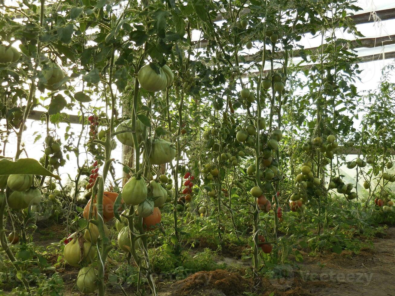 Tomaten wachsen im ein Gewächshaus mögen ein Urwald foto