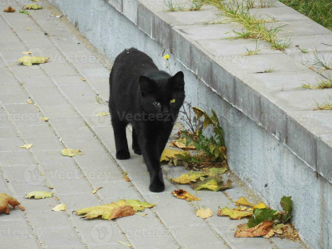schwarz Katze mit Augen von anders Farben Spaziergänge auf das Herbst Bürgersteig foto