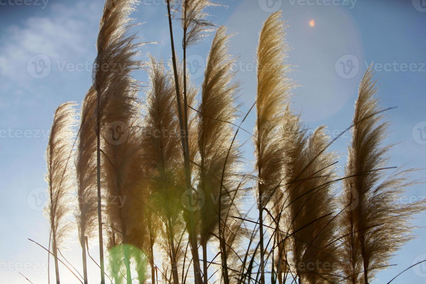 schöne pflanze schilfflora in der natur aussenansicht foto