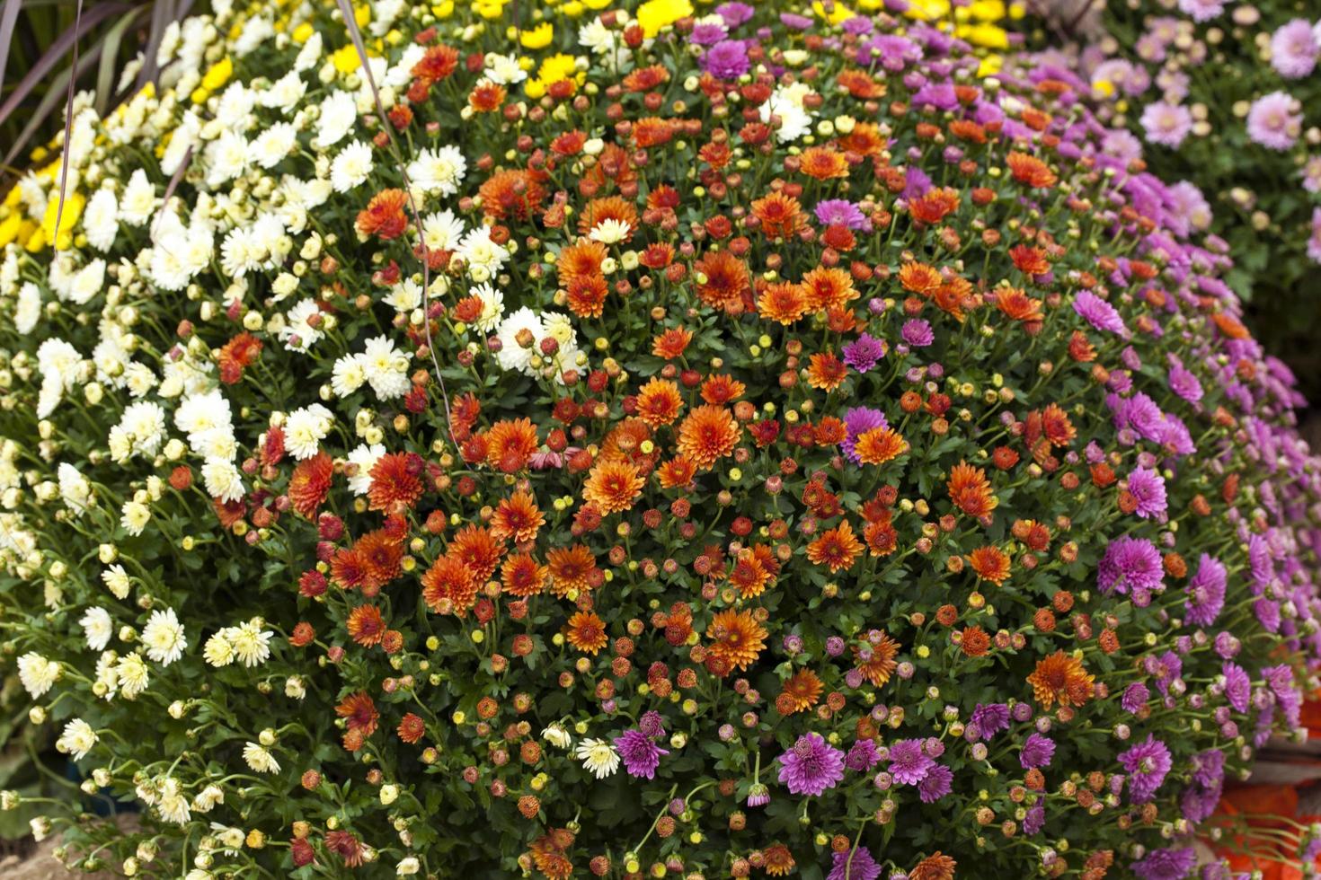 bunte leben romantische Flora Blumen und Blätter foto