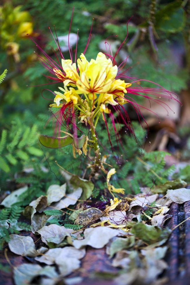 bunte leben romantische Flora Blumen und Blätter foto