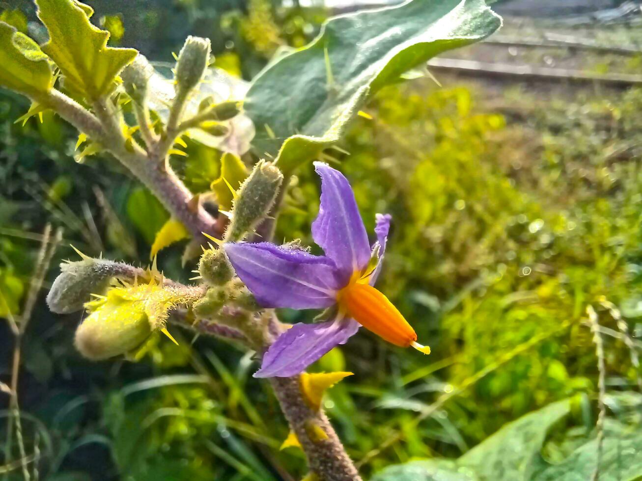 Aubergine Blume. es sieht aus sehr schön und violett im Farbe. ein schön Blume von das Feld. diese Blume ist namens Bagun Blume im einheimisch Sprache. foto