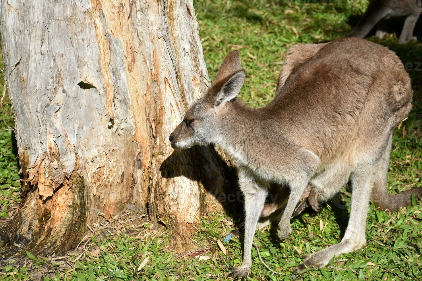 Känguru mit Jungtier im Beuteltier, Baum Hintergrund und Grün Gras, Sonnenlicht leuchtet. foto