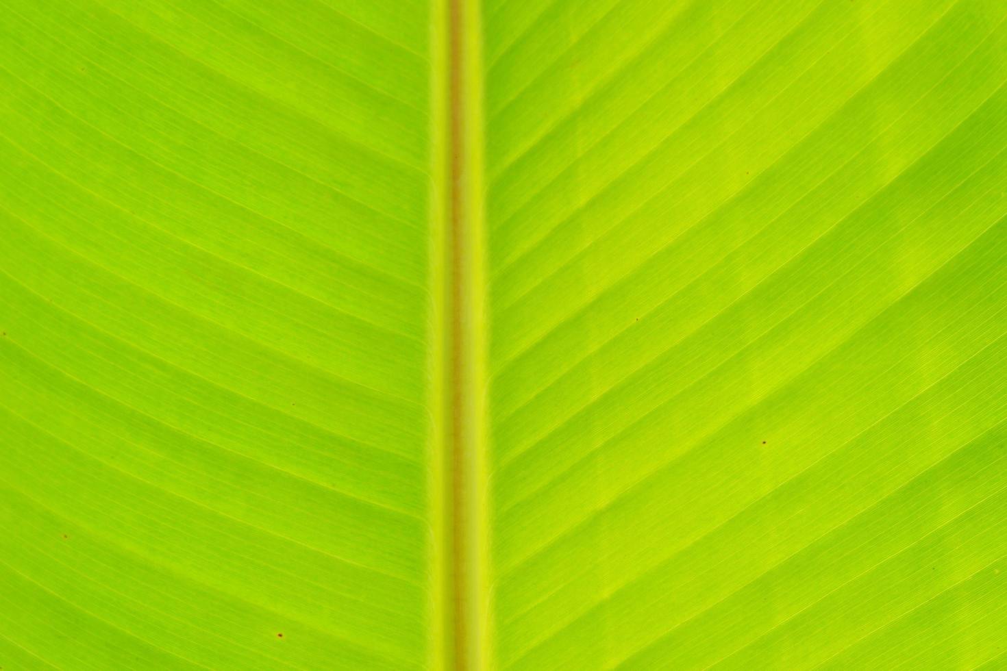 Nahaufnahme Bananenblatt Hintergrund Textur foto