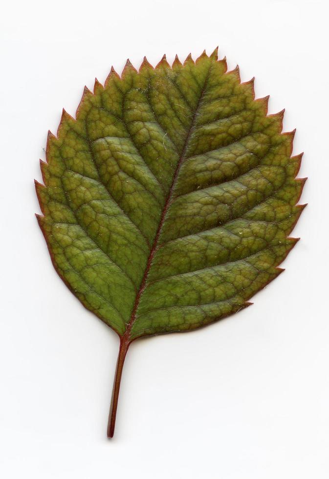 natürliche Pflanzenblätter Makro foto