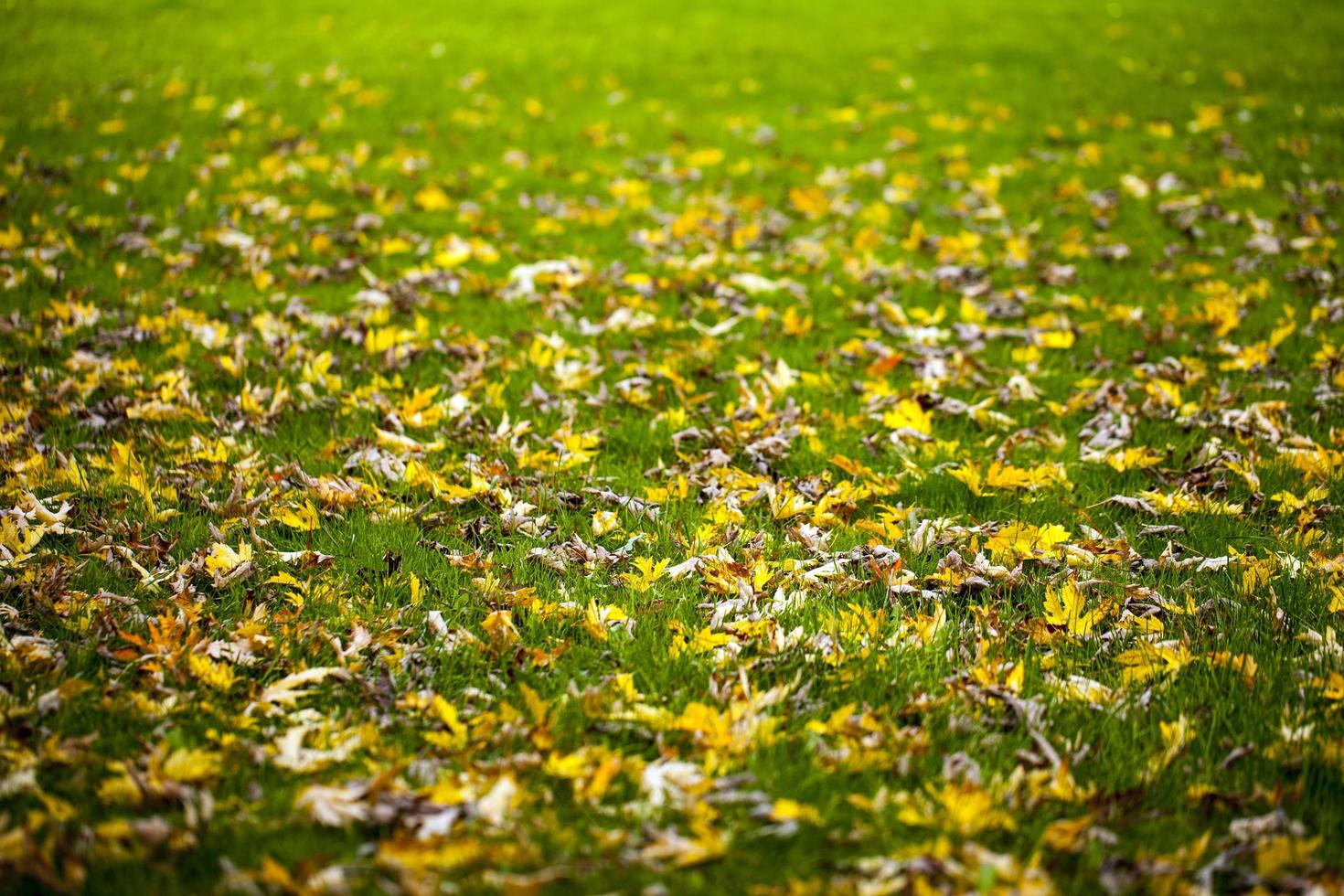 Herbst Herbst trockene Blätter saisonale Flora Konzept foto