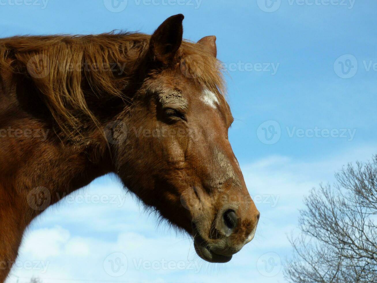 Kopf eines braunen Pferdes foto