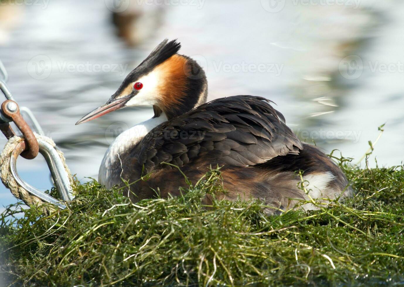 mit Haube Haubentaucher, Podiceps Cristatus, Ente auf Nest foto