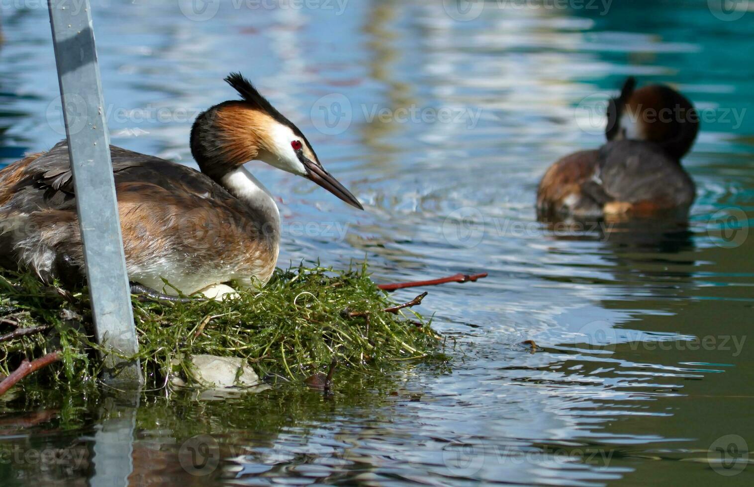 mit Haube Haubentaucher, Podiceps Cristatus, Ente auf Nest foto