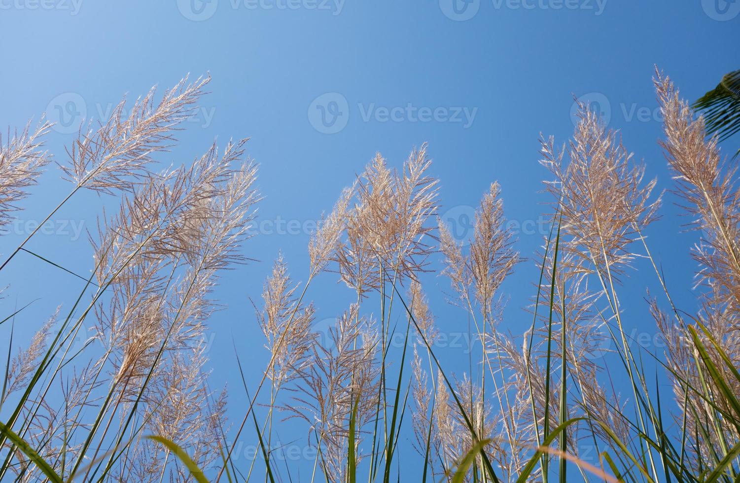 Federn von Miscanthus sinensis mit blauem Himmelshintergrund foto